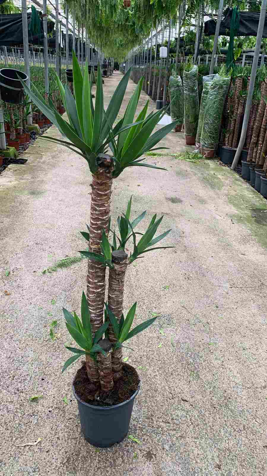 YUCCA C 22 90.60.30 CM